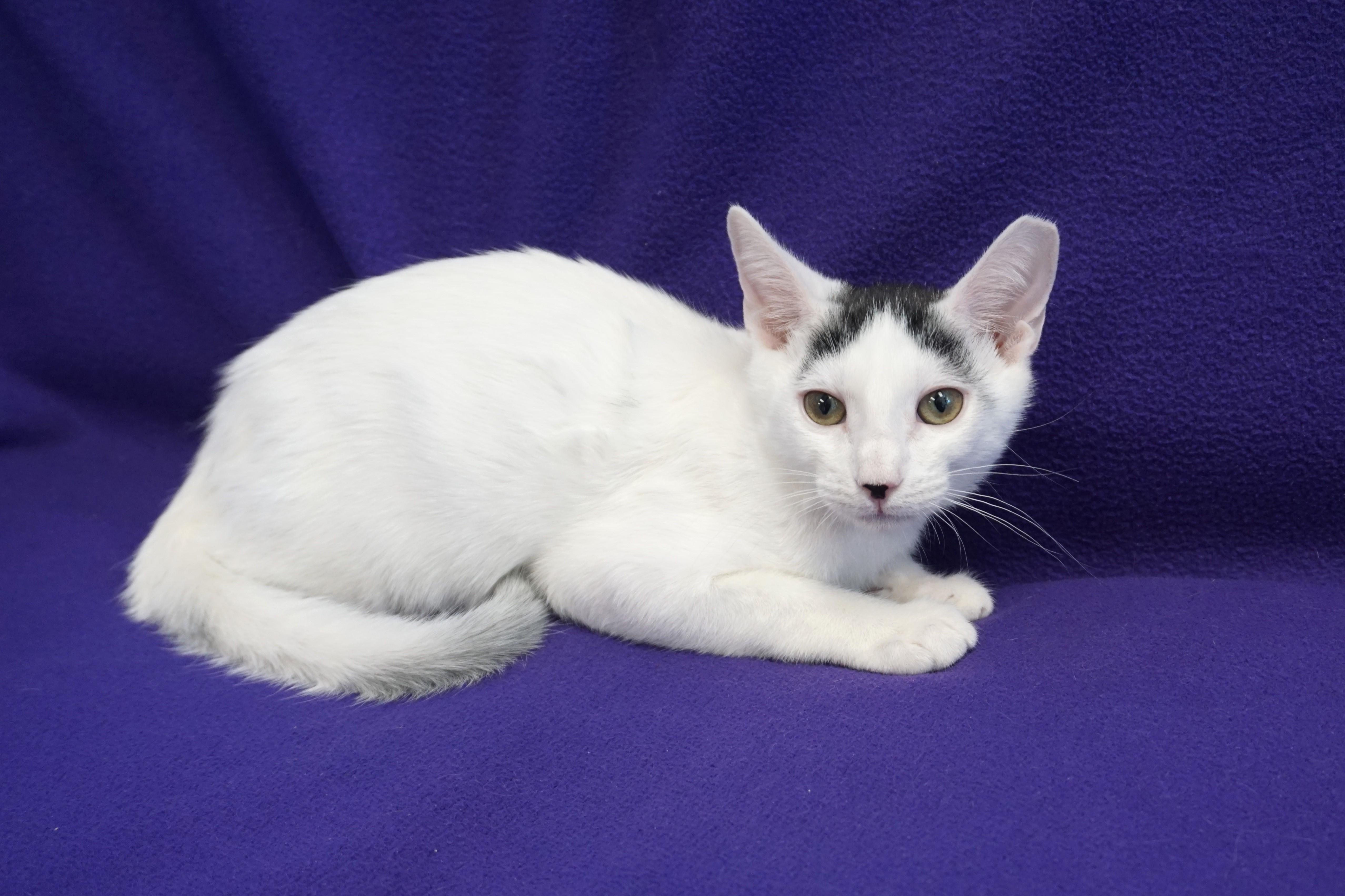 Shurrbert, Baby Male Domestic Short Hair