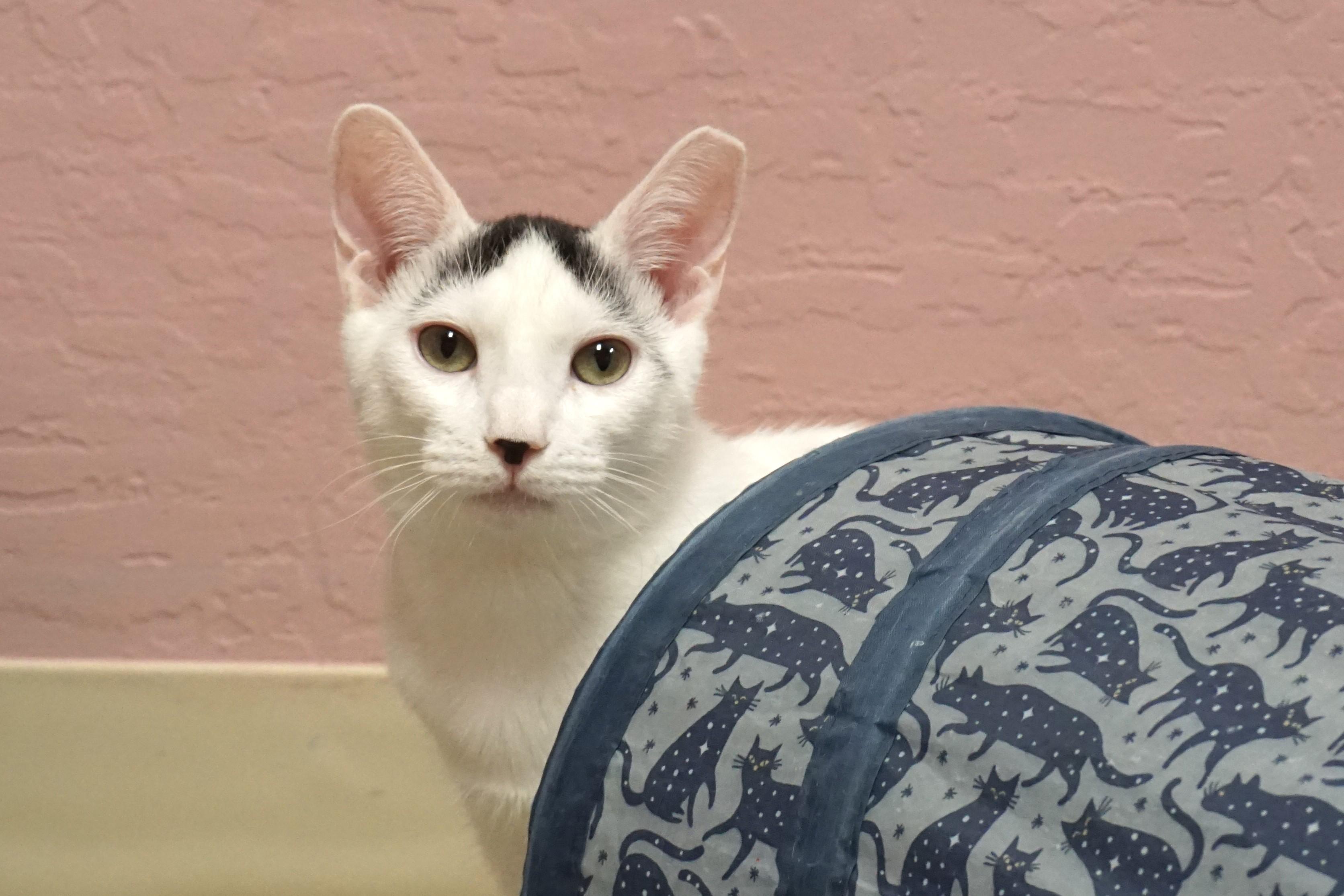 Shurrbert, a Adoptable Domestic Short Hair in Fountain Hills, AZ image 4/5