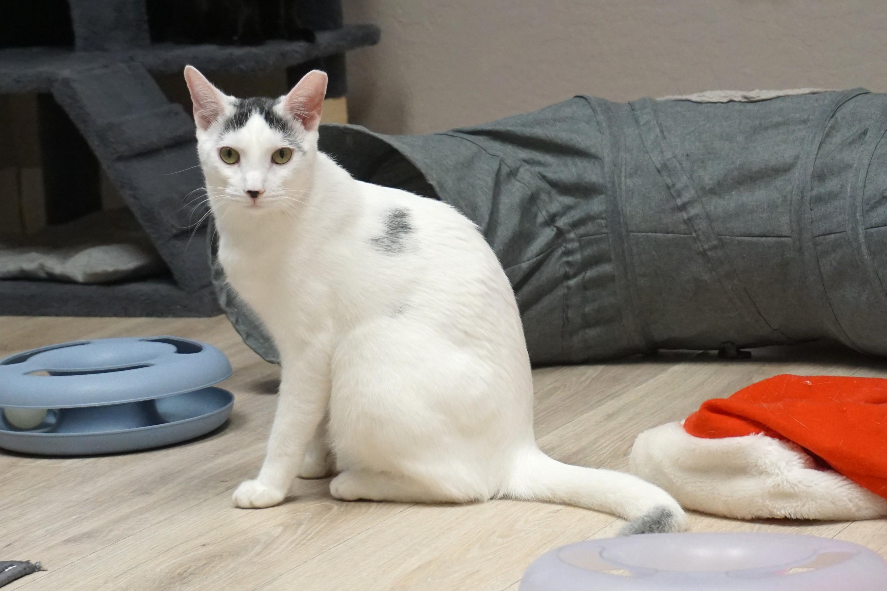 Shurrbert, Adoptable, Young Male Domestic Short Hair.