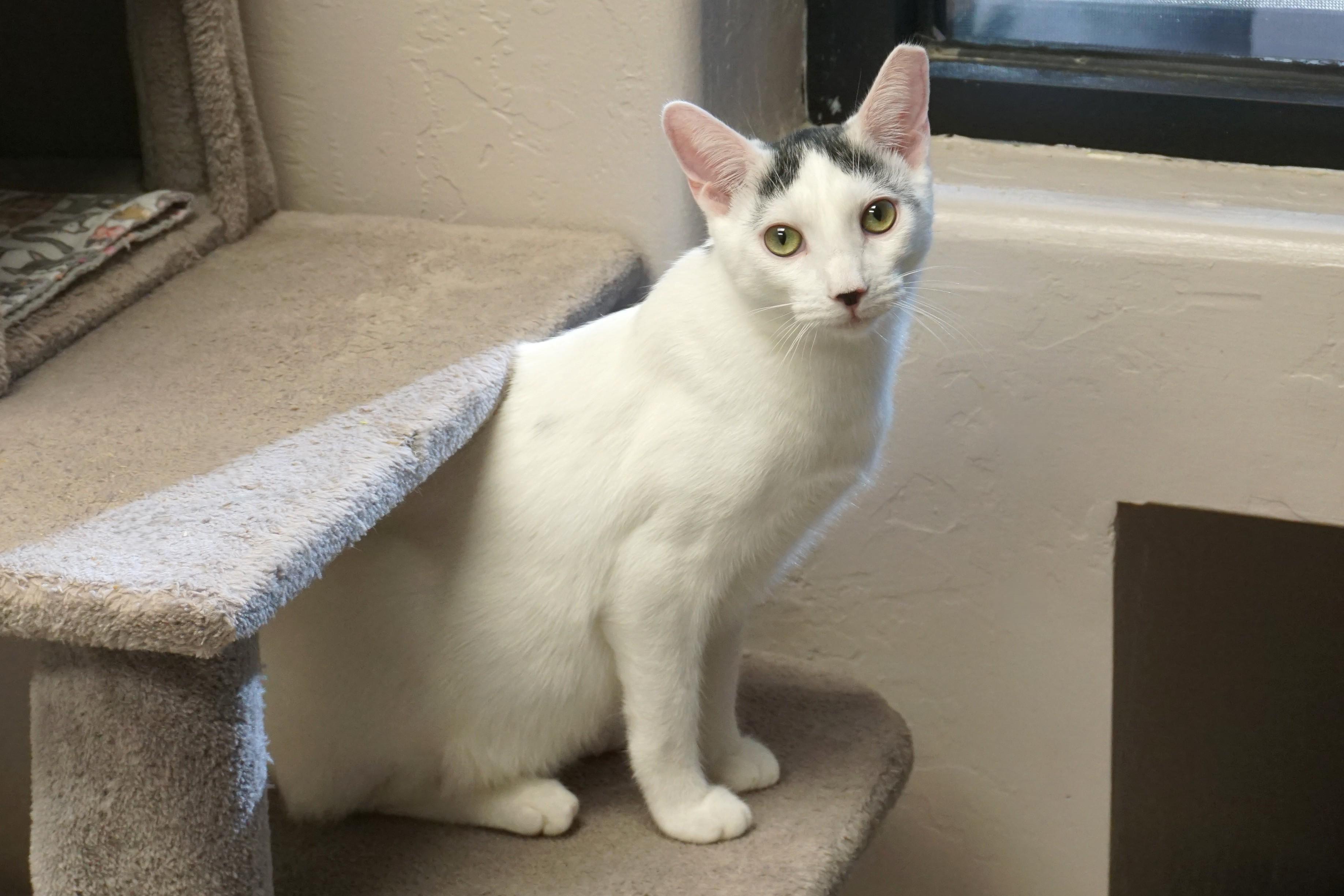 Shurrbert, a Adoptable Domestic Short Hair in Fountain Hills, AZ image 2/5