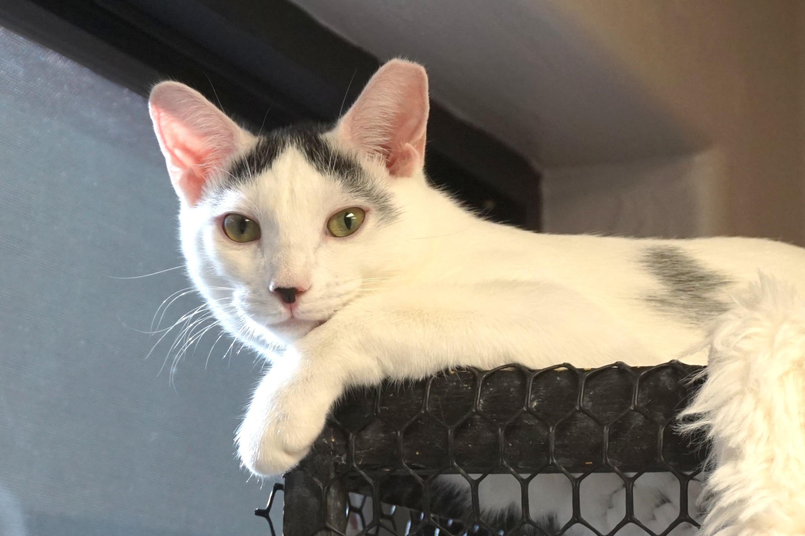 Shurrbert, a Adoptable Domestic Short Hair in Fountain Hills, AZ image 1/5