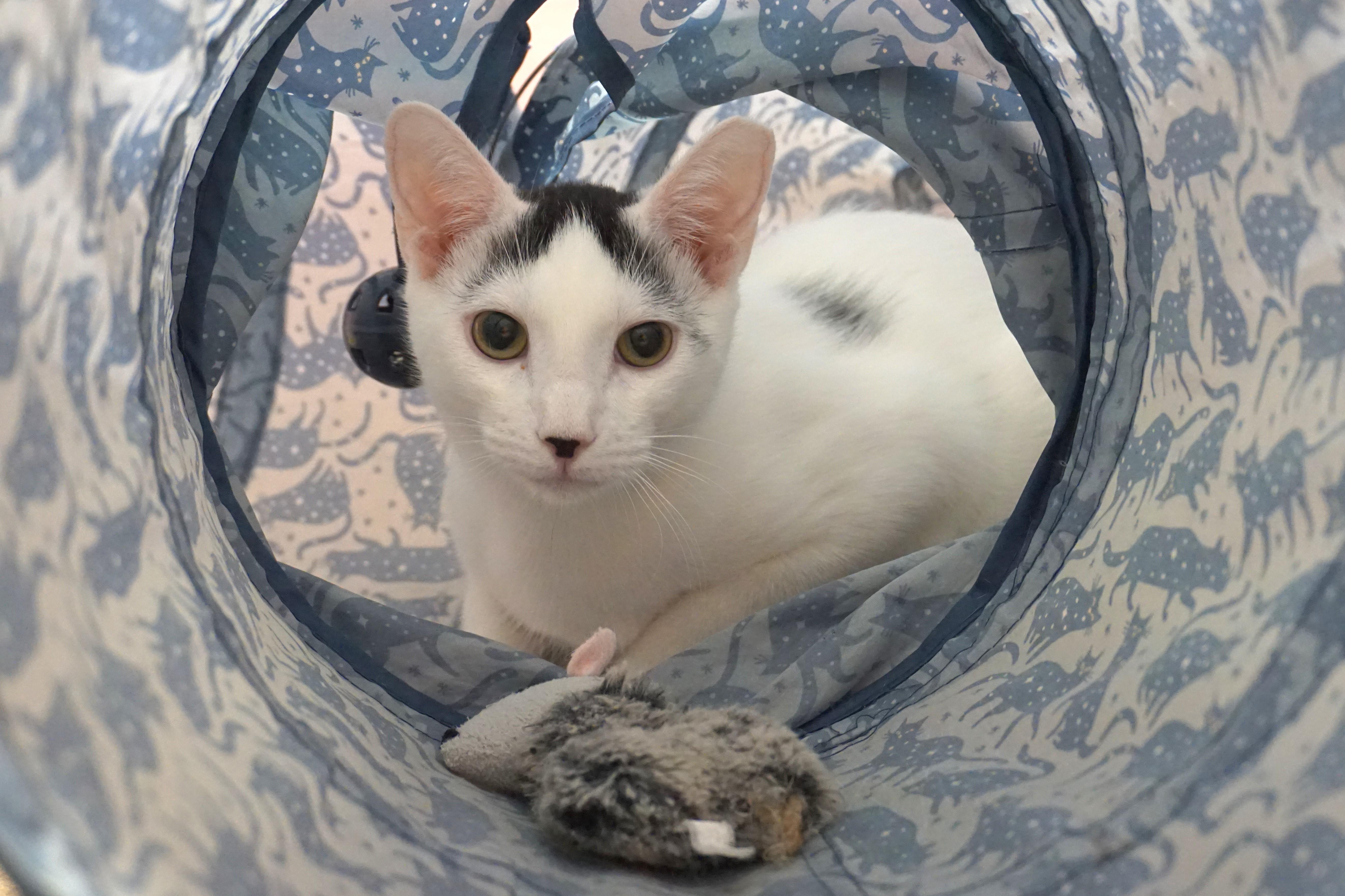 Shurrbert, Adoptable, Young Male Domestic Short Hair.