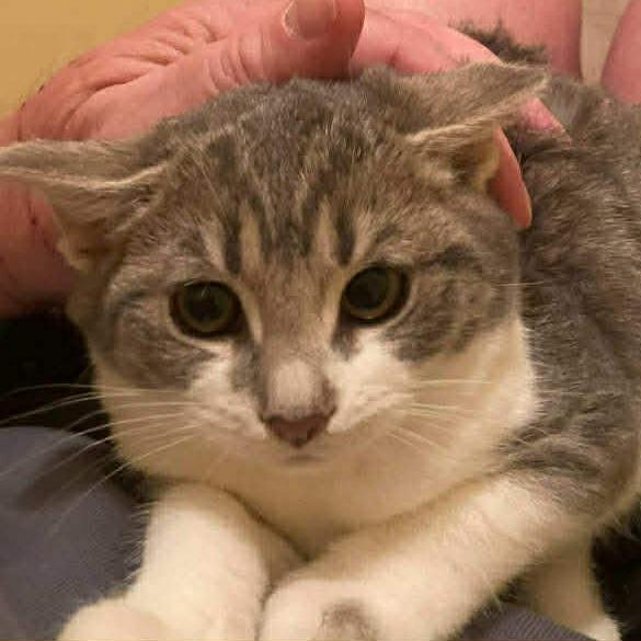 Ember 3, Adoptable, Kitten Male Domestic Short Hair & Domestic Short Hair.