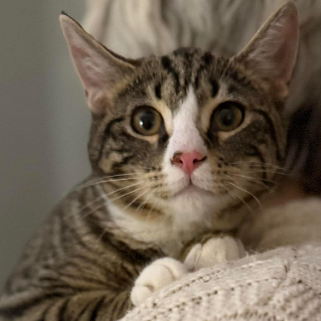 Enlarge Ember 3, a Adoptable mixed breed in Winchester, VA image 2/4