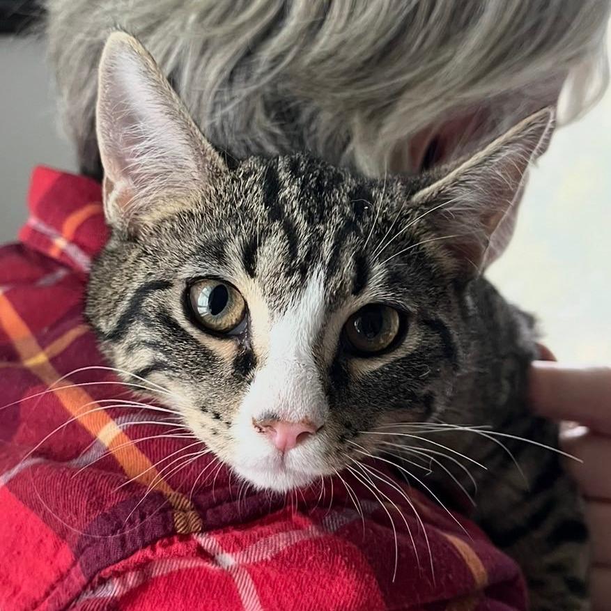 Enlarge Ember 3, a Adoptable mixed breed in Winchester, VA image 3/4