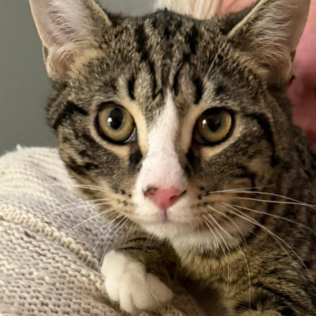 Enlarge Ember 3, a Adoptable mixed breed in Winchester, VA image 4/4