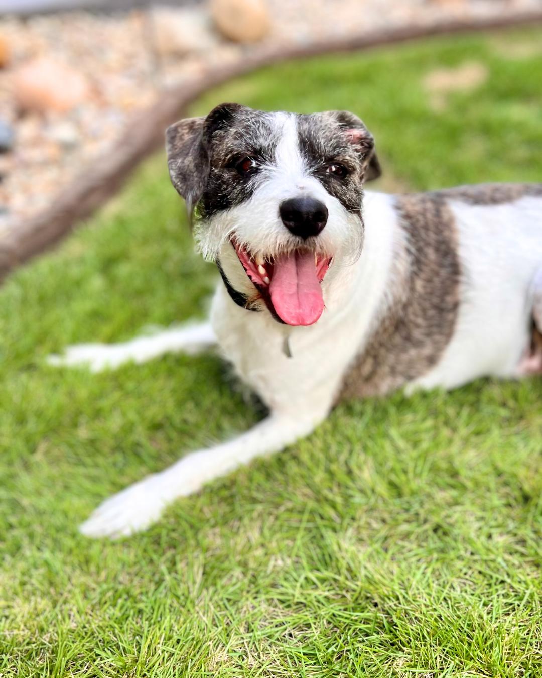 Barrett, a Adoptable mixed breed in Nashville, TN image 6/6