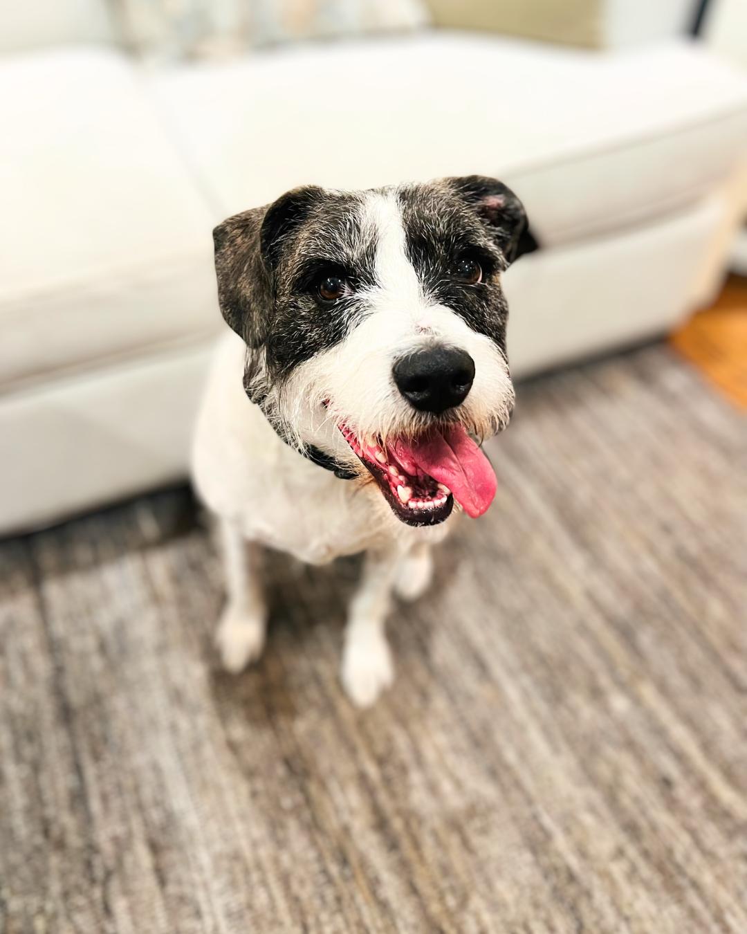 Barrett, a Adoptable mixed breed in Nashville, TN image 3/6