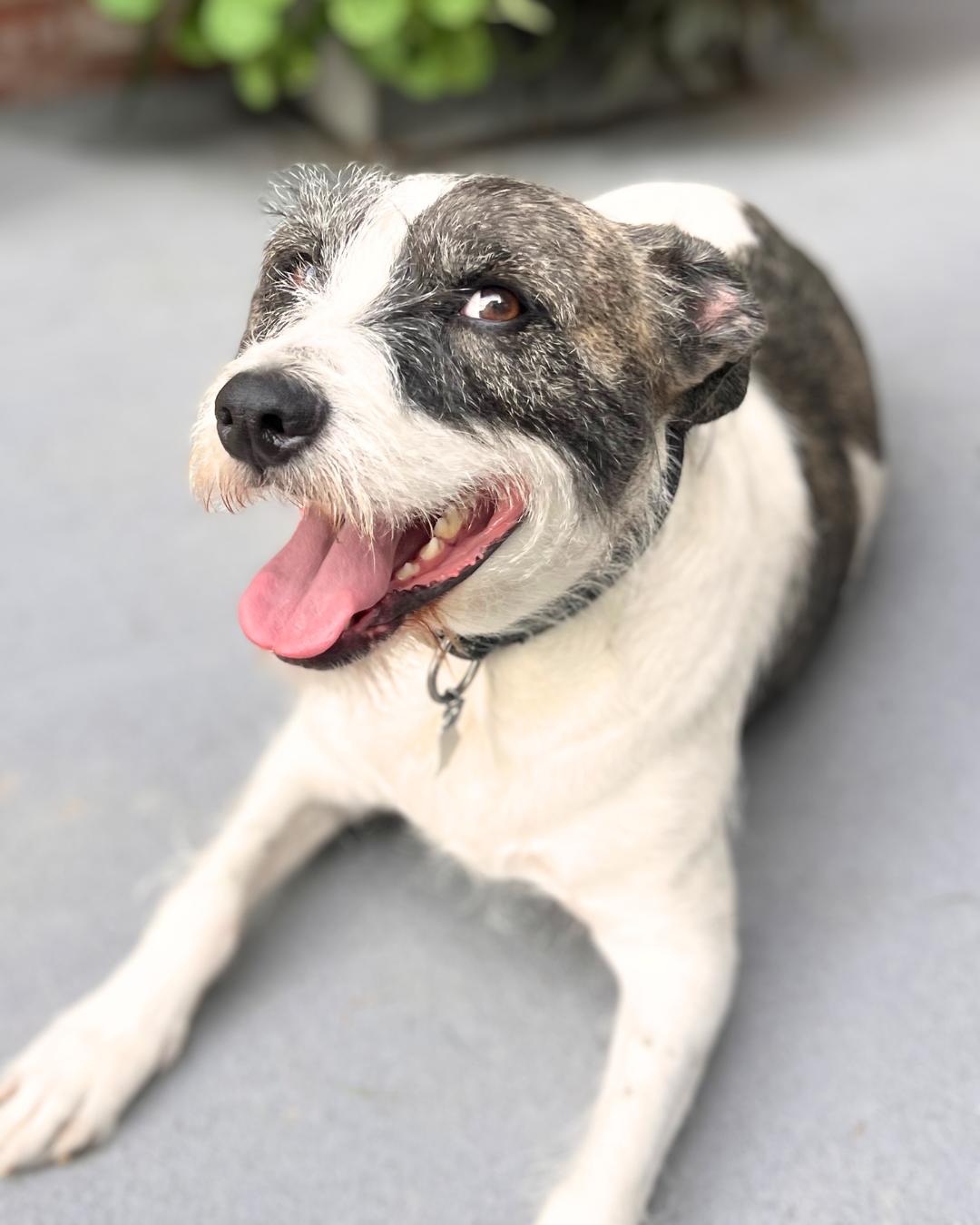 Barrett, a Adoptable mixed breed in Nashville, TN image 2/6