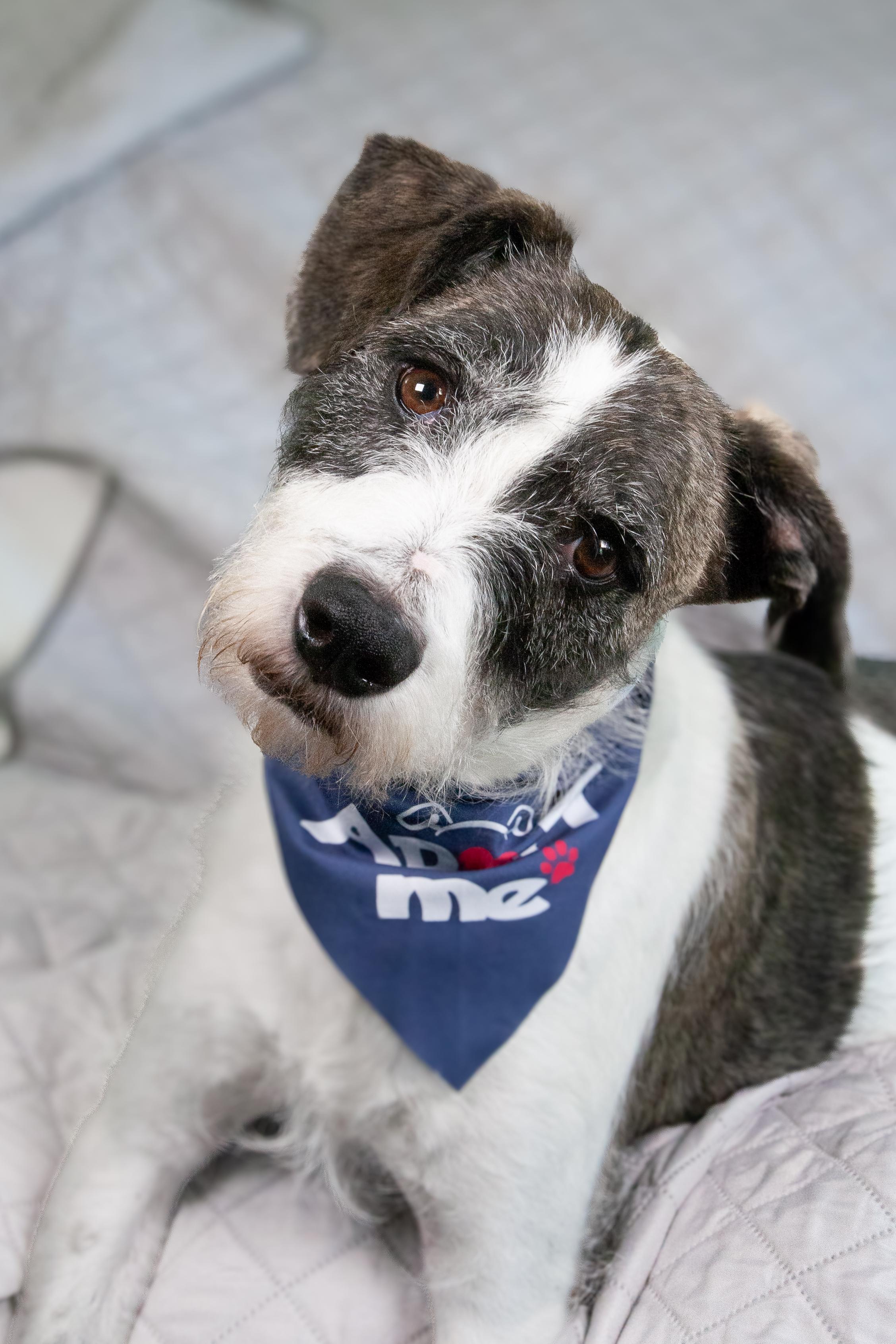 Barrett, an adoptable Wirehaired Terrier, Mixed Breed in Nashville, TN, 37207 | Photo Image 3
