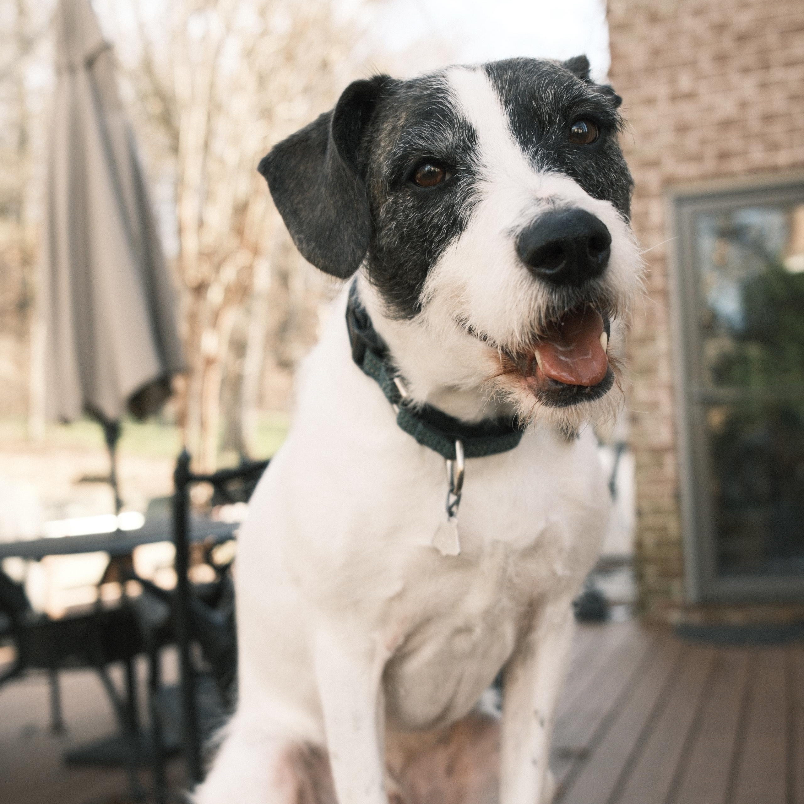 Barrett, Adoptable, Adult Male Wirehaired Terrier & Mixed Breed.