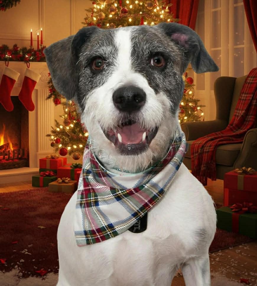 Barrett, Adoptable, Adult Male Wirehaired Terrier & Mixed Breed.