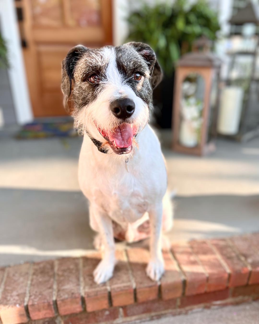 Barrett, a Adoptable mixed breed in Nashville, TN image 4/6