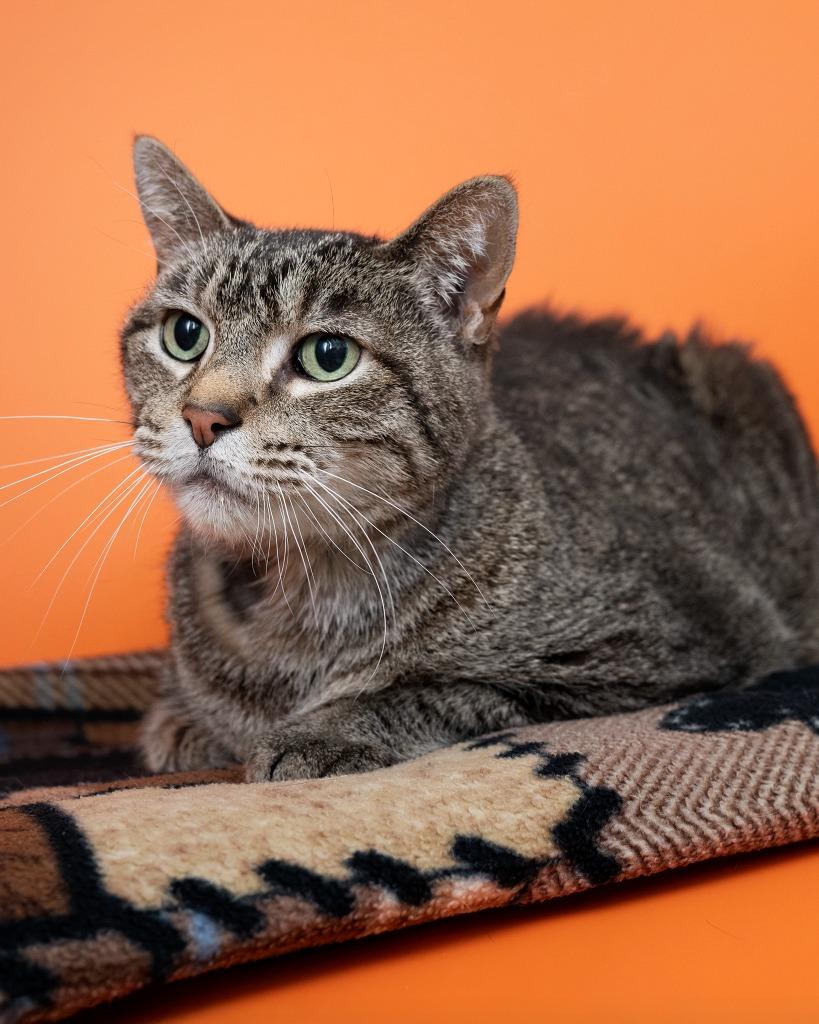 Sebastian, Adoptable, Senior Male Domestic Short Hair.