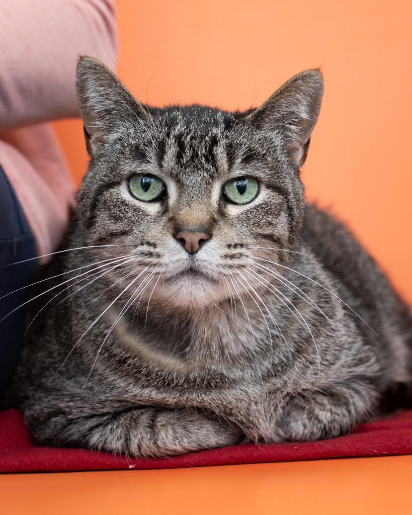 Enlarge Sebastian, a Adoptable mixed breed in Boone, IA image 2/3