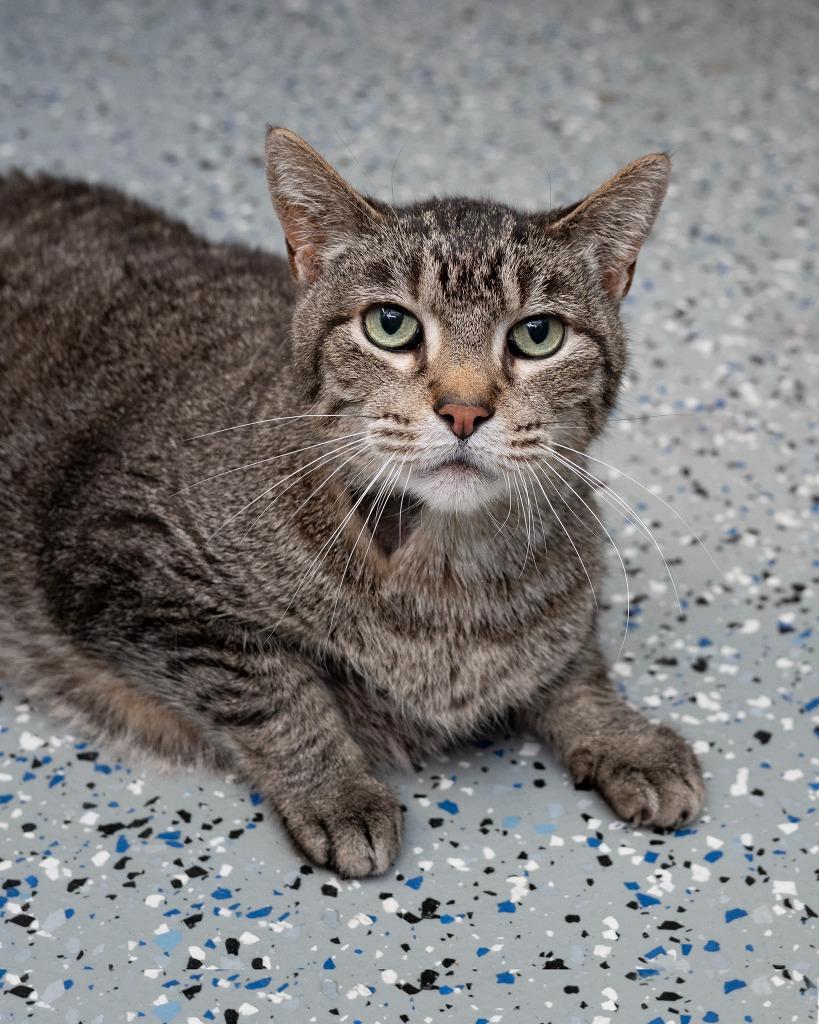 Enlarge Sebastian, a Adoptable mixed breed in Boone, IA image 2/2