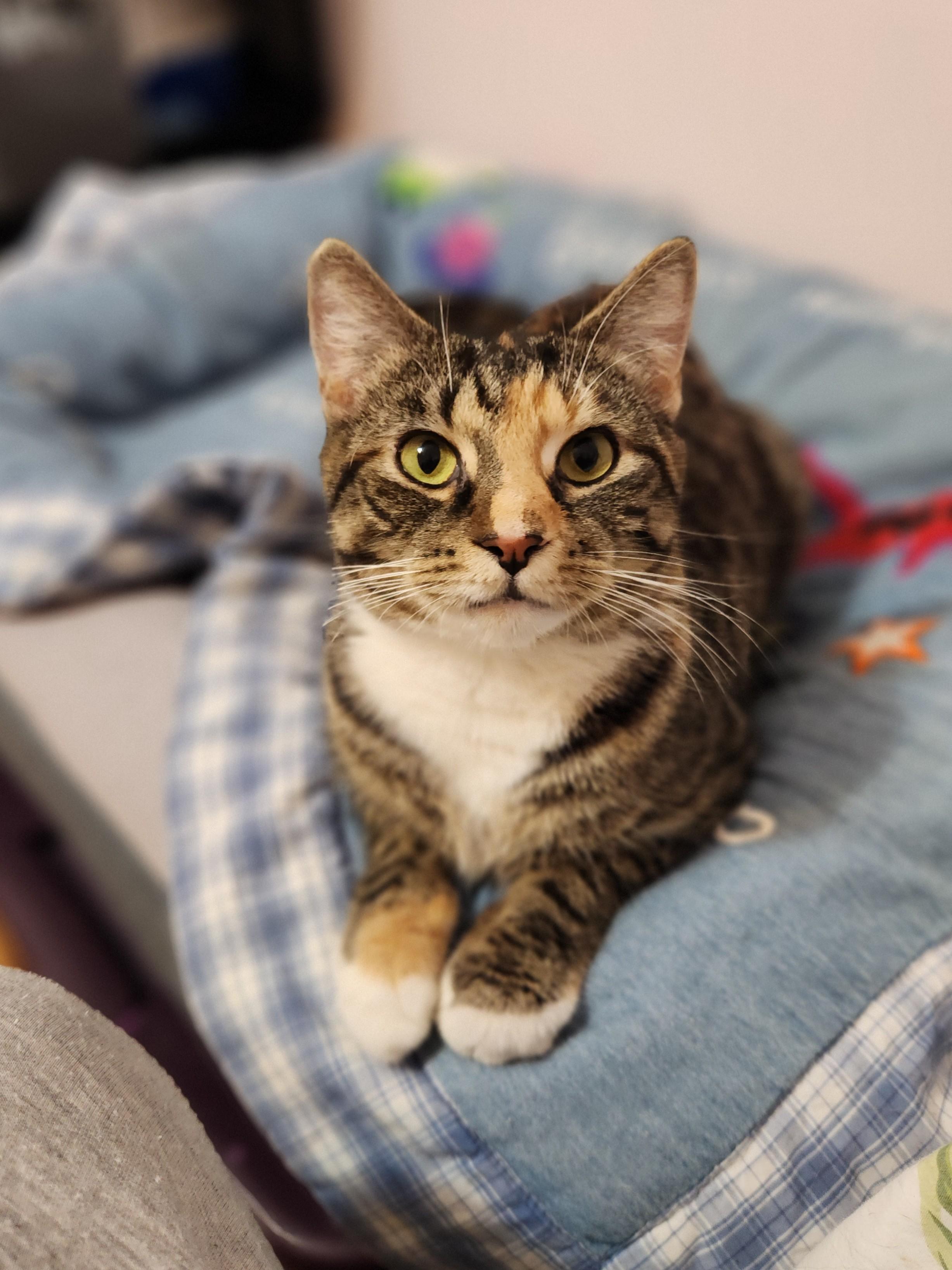 Enlarge Penelope, a ADOPTABLE Domestic Short Hair in Sudbury, MA image 1/1