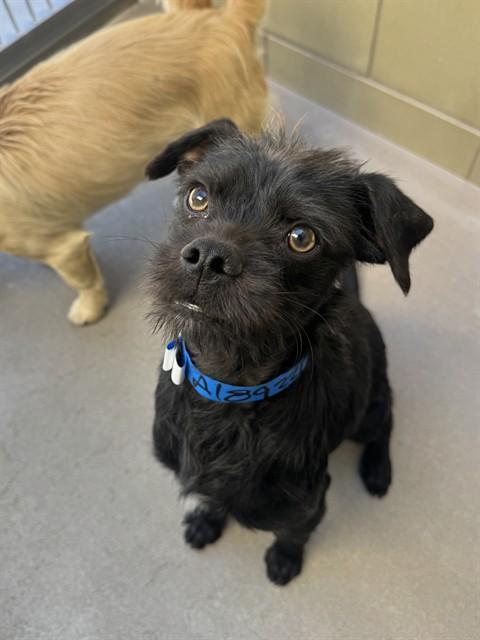 Enlarge COAL, a Adoptable mixed breed in Riverside, CA image 1/1