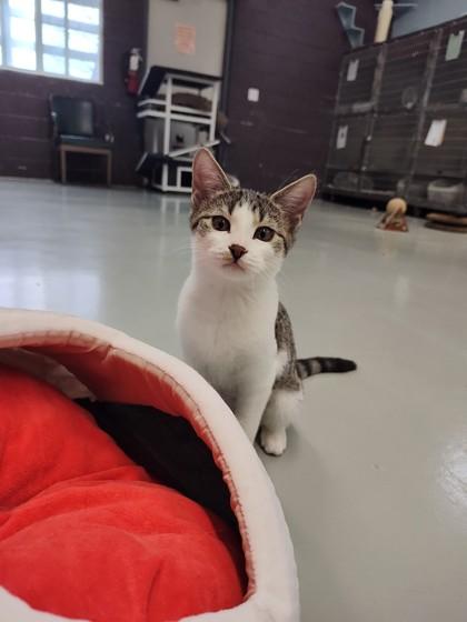 Enlarge Wylie Kit, a ADOPTABLE Domestic Short Hair in Boyne City, MI image 1/1