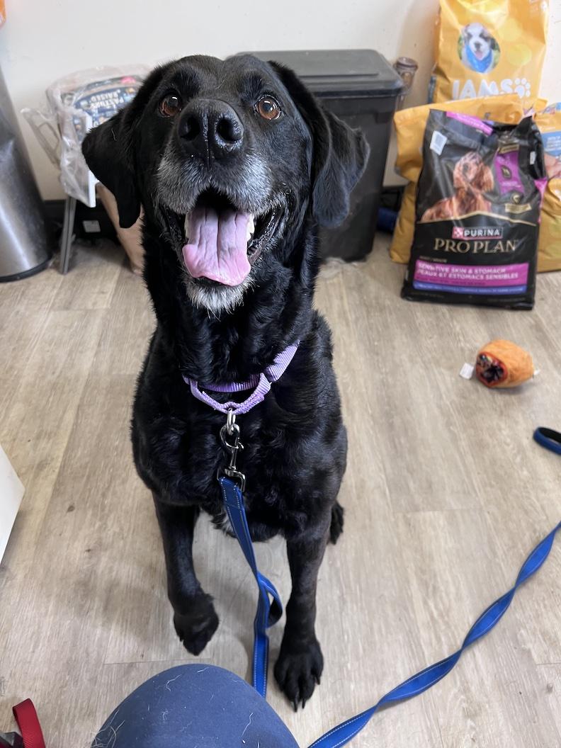 Enlarge Lacy-Foster-to-Adopt, an adoptable mixed breed in Medina, OH image 2/6