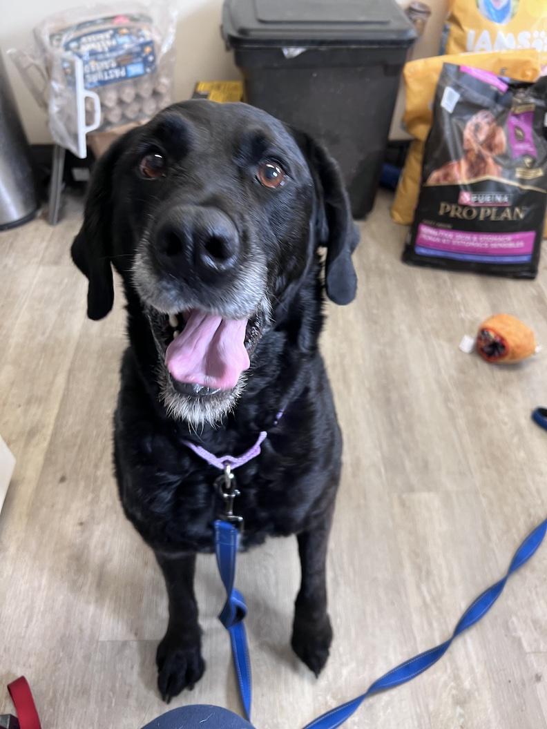 Enlarge Lacy-Foster-to-Adopt, an adoptable mixed breed in Medina, OH image 4/6