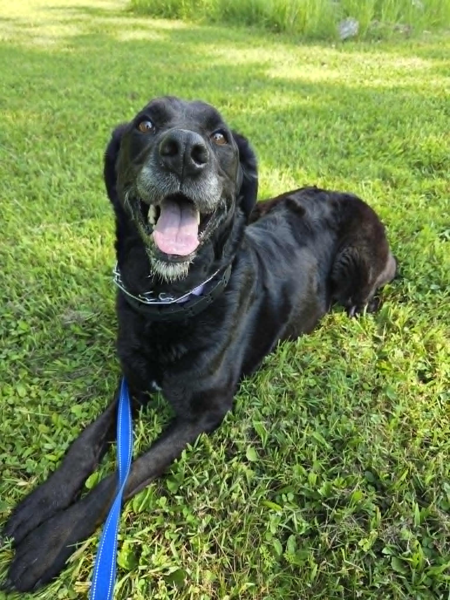 Enlarge Lacy-Not Accepting Applications Yet, an adoptable mixed breed in Medina, OH image 3/6
