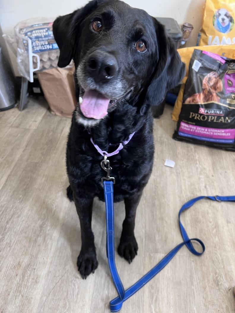 Lacy-Foster-to-Adopt, adoptable, Adult Female Black Labrador Retriever & Poodle.