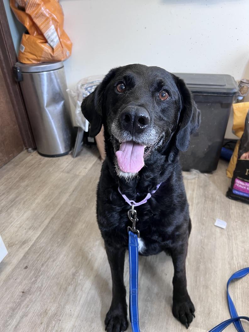Enlarge Lacy-Foster-to-Adopt, an adoptable mixed breed in Medina, OH image 6/6