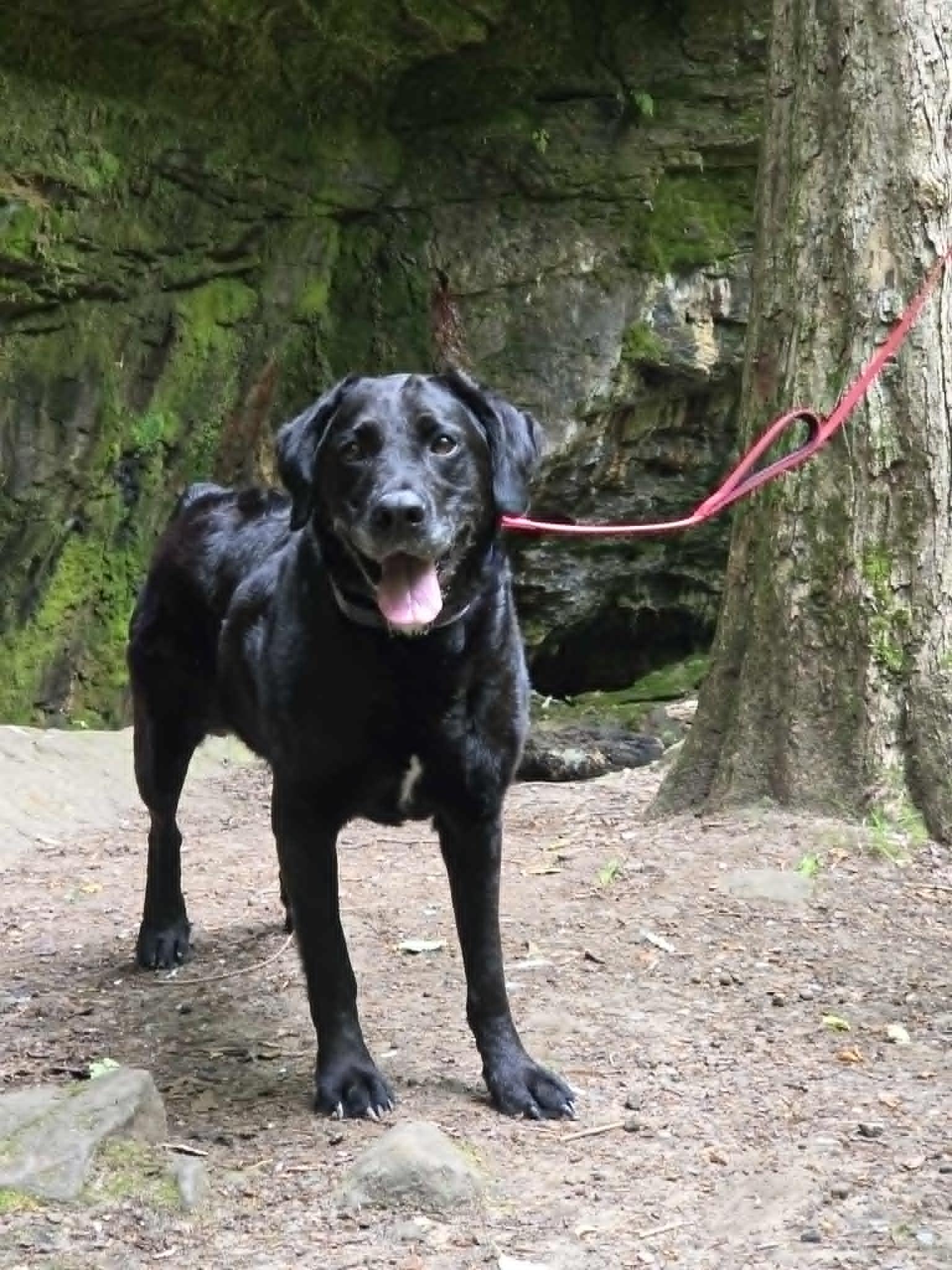 Enlarge Lacy-Not Accepting Applications Yet, an adoptable mixed breed in Medina, OH image 5/6