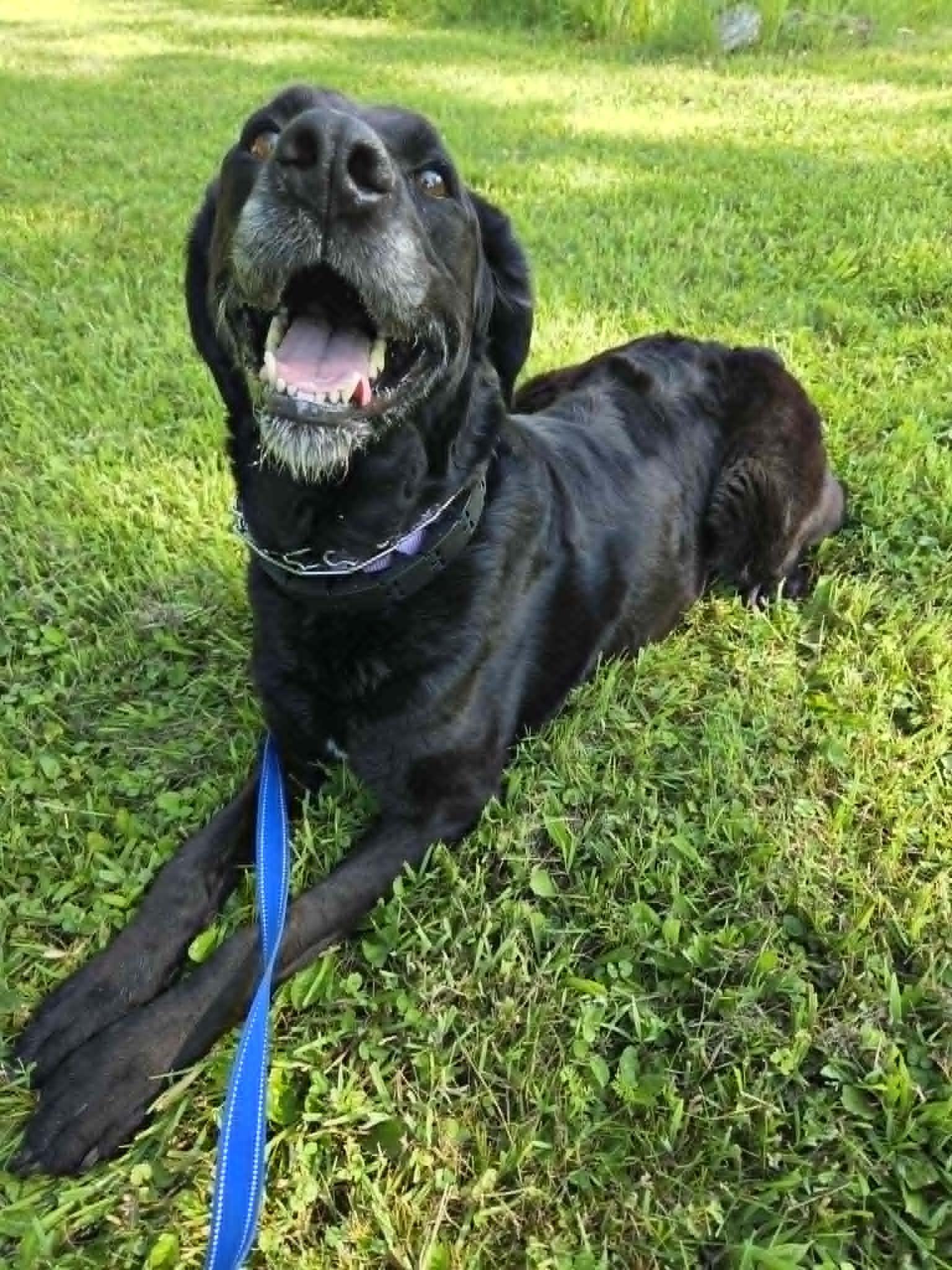 Enlarge Lacy-Not Accepting Applications Yet, an adoptable mixed breed in Medina, OH image 4/6