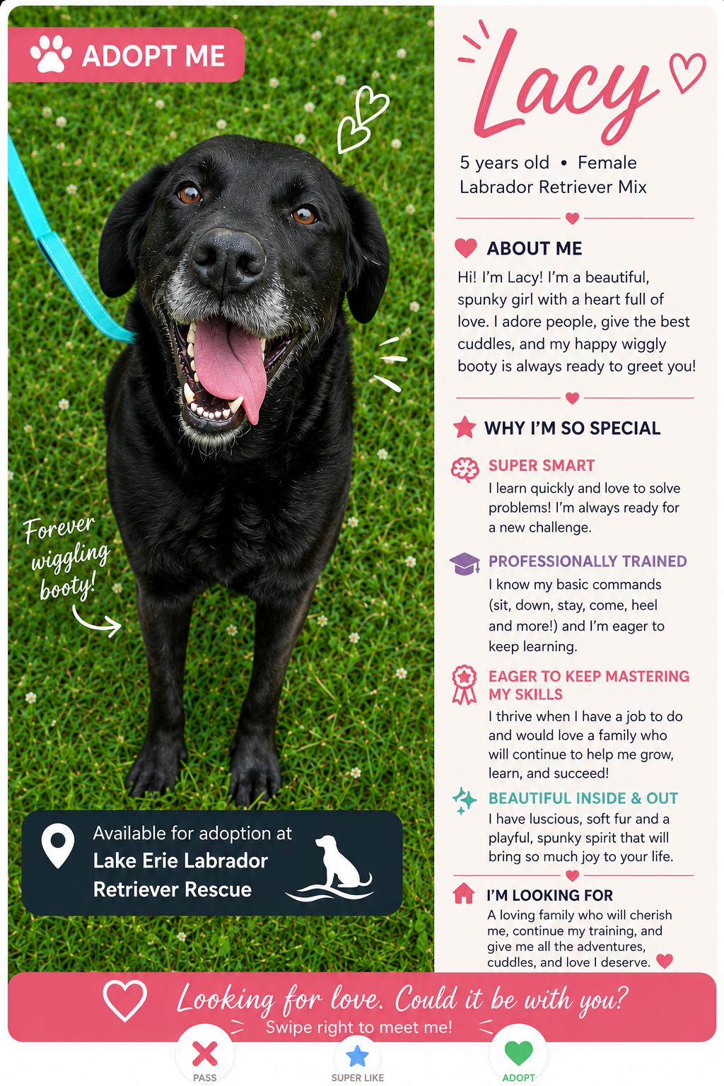 Lacy-Foster to Adopt, an adoptable mixed breed in Medina, OH image 6/6