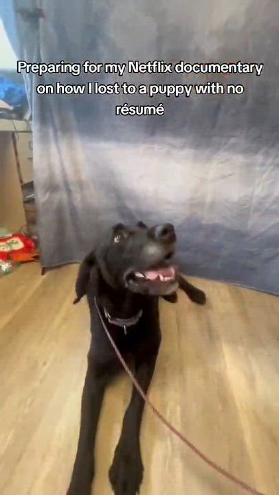 Enlarge Lacy-Foster to Adopt, an adoptable mixed breed in Medina, OH video 2/6
