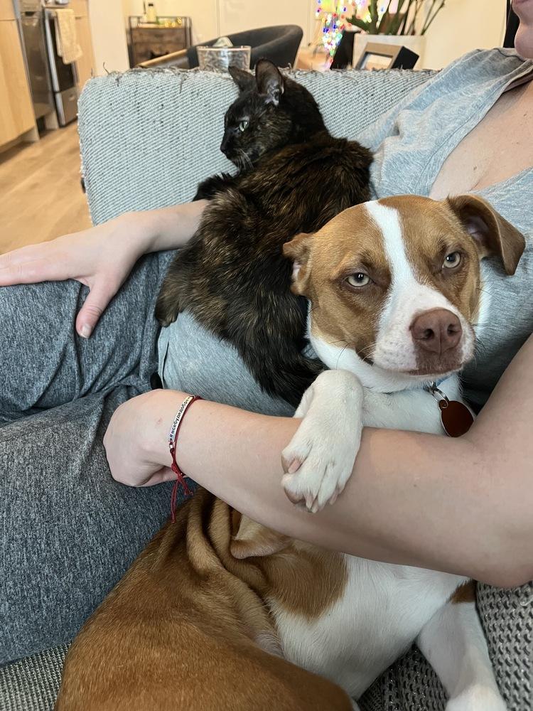 Bailey, Adoptable, Young Female Corgi & Jack Russell Terrier.