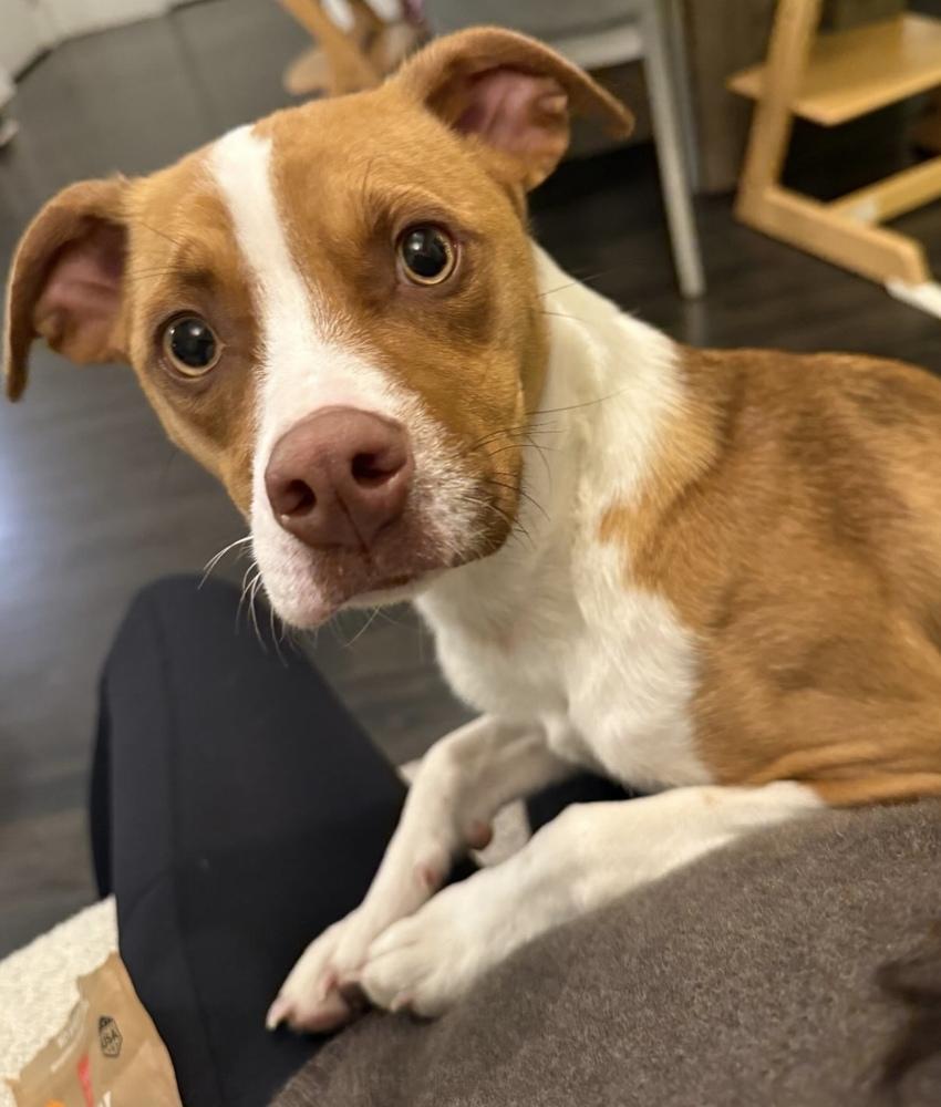 Bailey, a Adoptable mixed breed in Manhattan, NY image 2/4