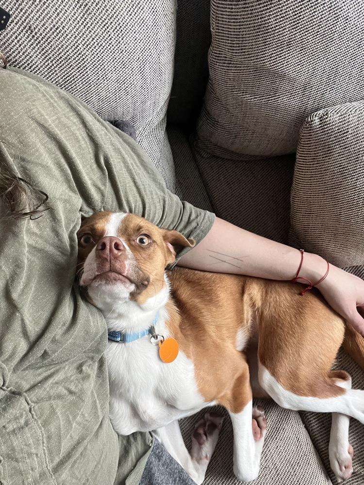 Bailey, a Adoptable mixed breed in Manhattan, NY image 3/4