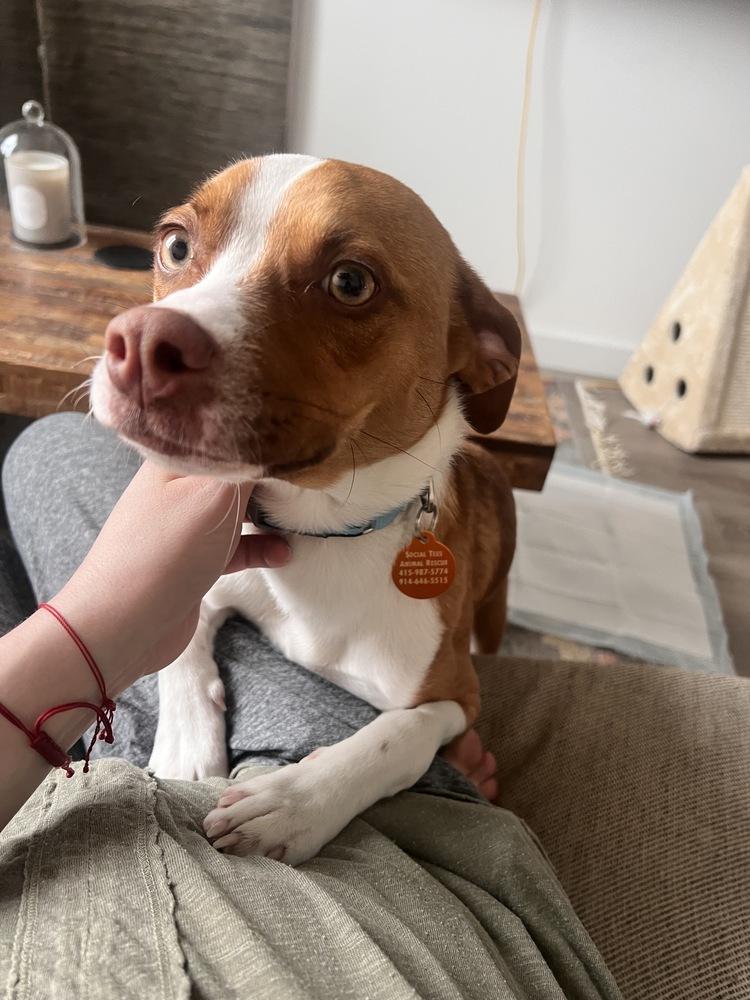 Bailey, a Adoptable mixed breed in Manhattan, NY image 4/4