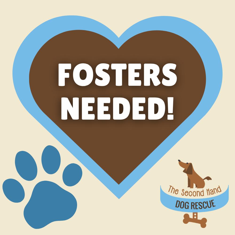 Fosters Needed, Adoptable, Young Female Labrador Retriever & Beagle.