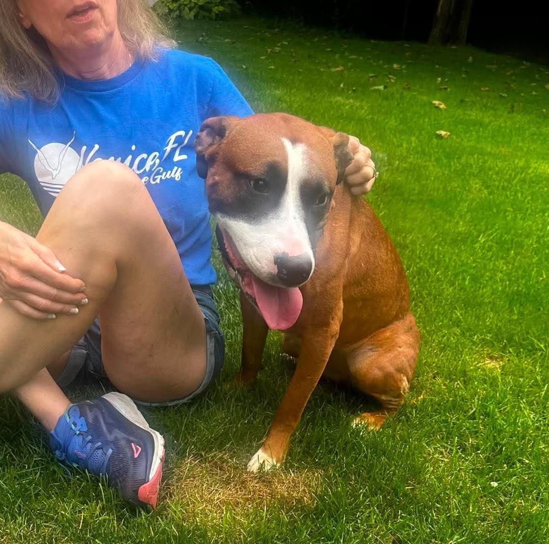 Enlarge Fosters Needed, a Adoptable mixed breed in Rochester, NY image 4/6
