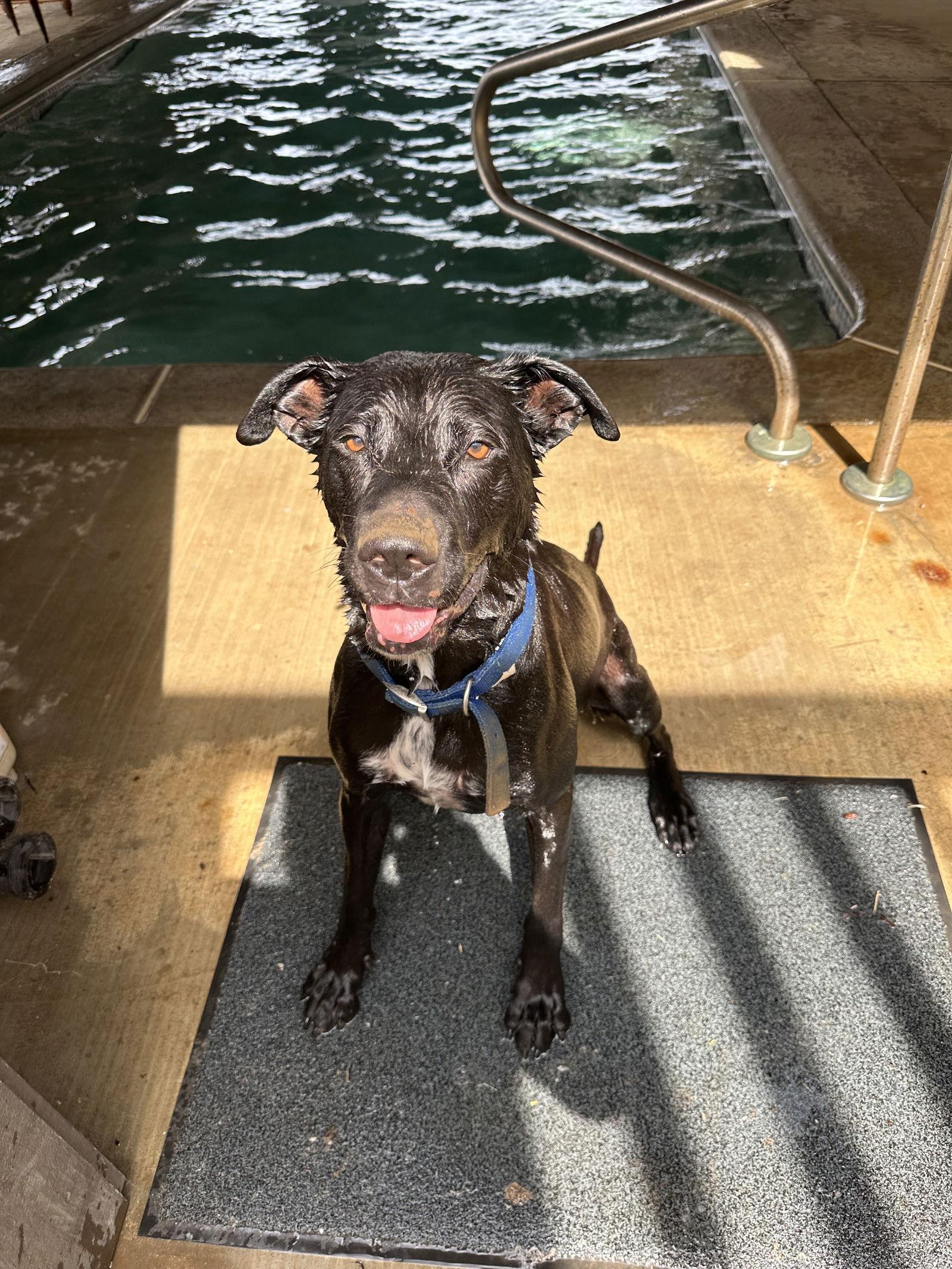 LUCCA, Adoptable, Adult Male Labrador Retriever & Shepherd.