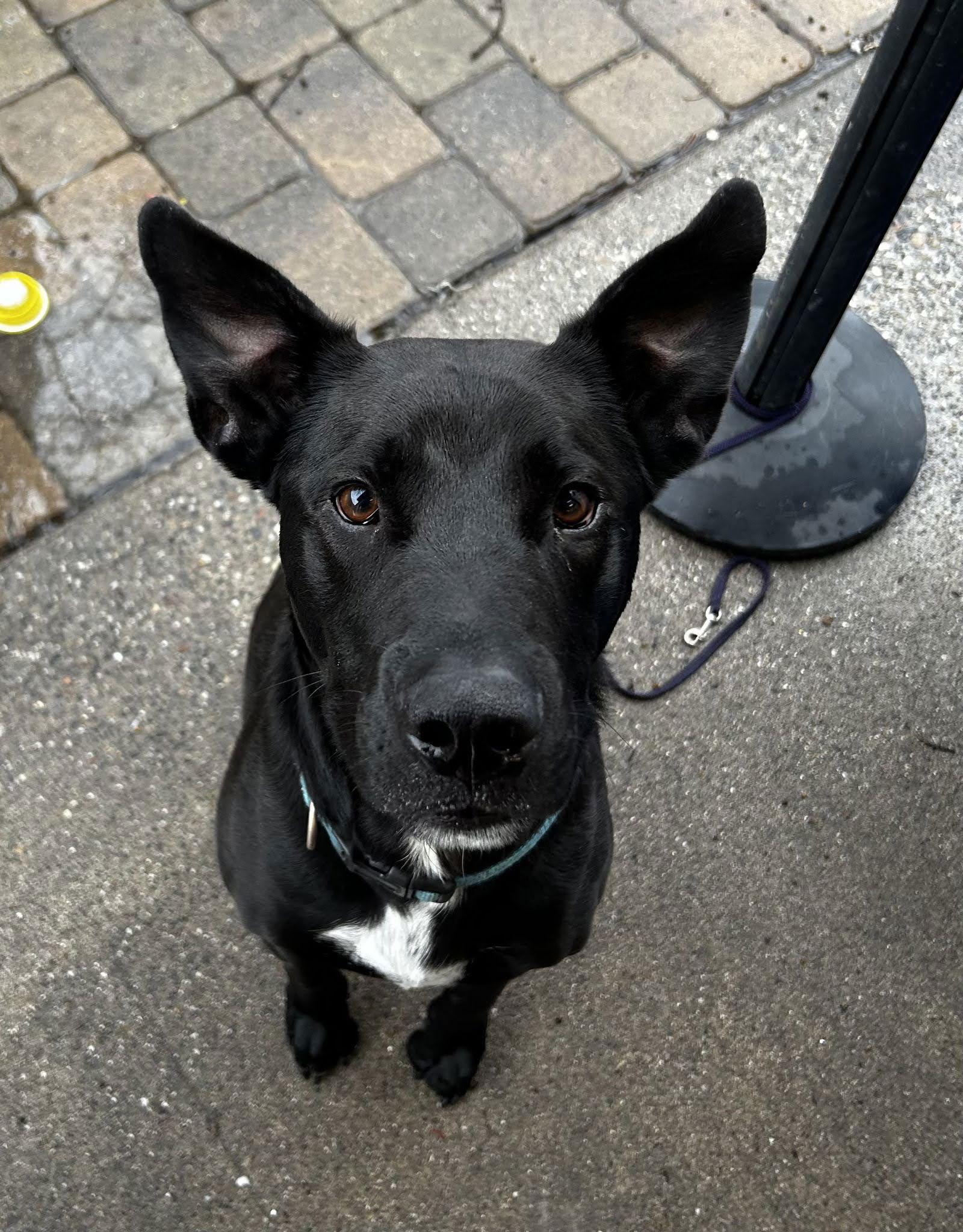 LUCCA, Adoptable, Adult Male Labrador Retriever & Shepherd.