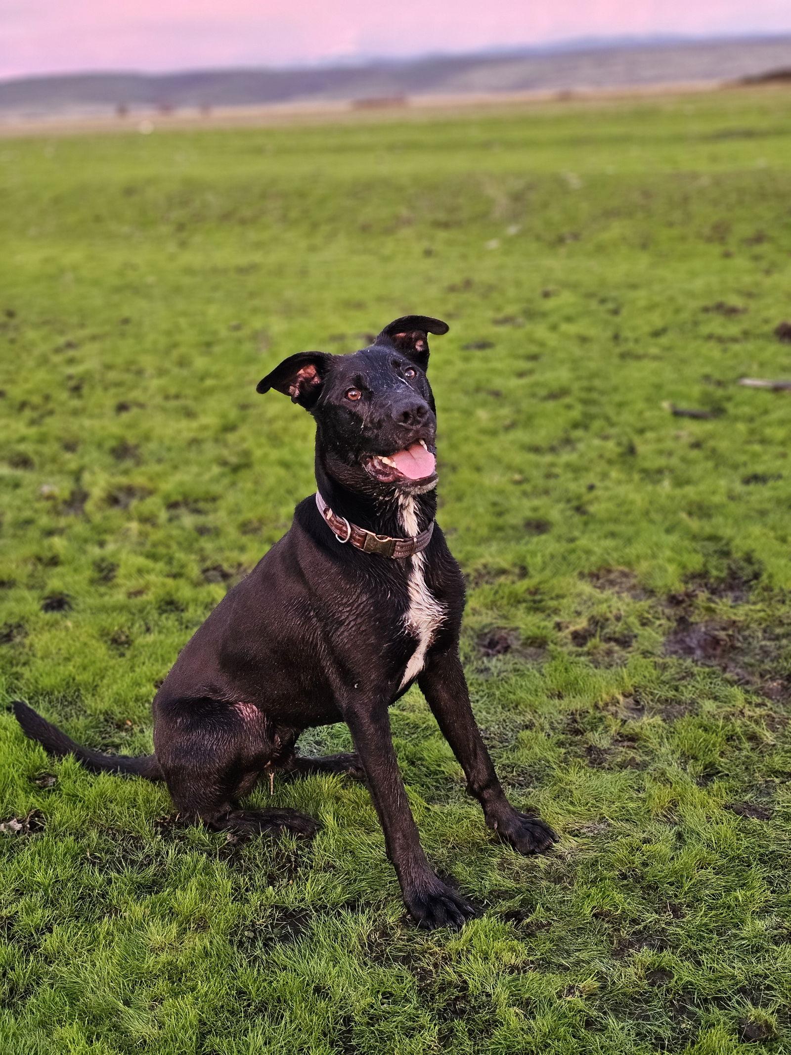 Enlarge LUCCA, a Adoptable mixed breed in Chico, CA image 3/3