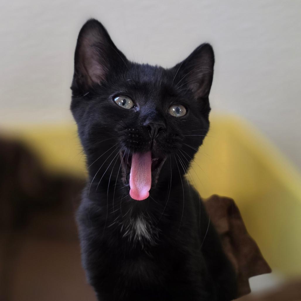 Mieze, Adoptable, Kitten Female Domestic Short Hair.
