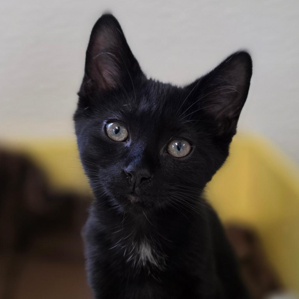 Mieze, a Adoptable Domestic Short Hair in Marysville, OH image 2/6