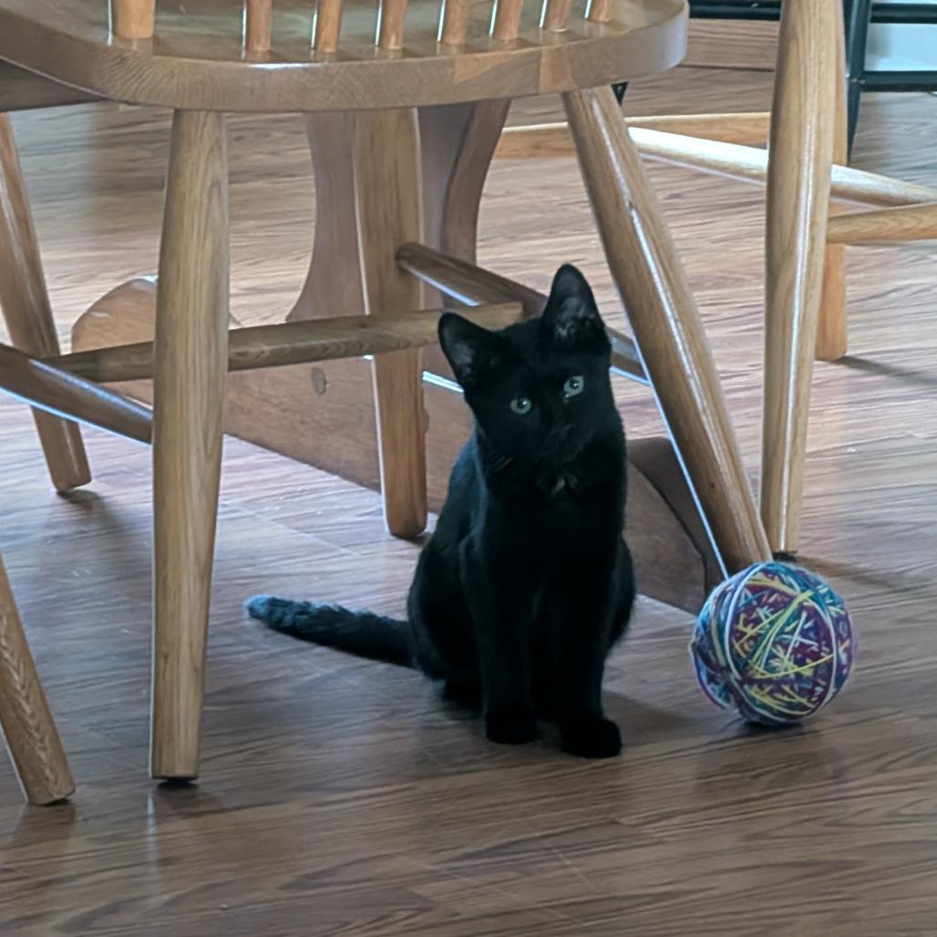 Mieze, a Adoptable Domestic Short Hair in Marysville, OH image 3/6