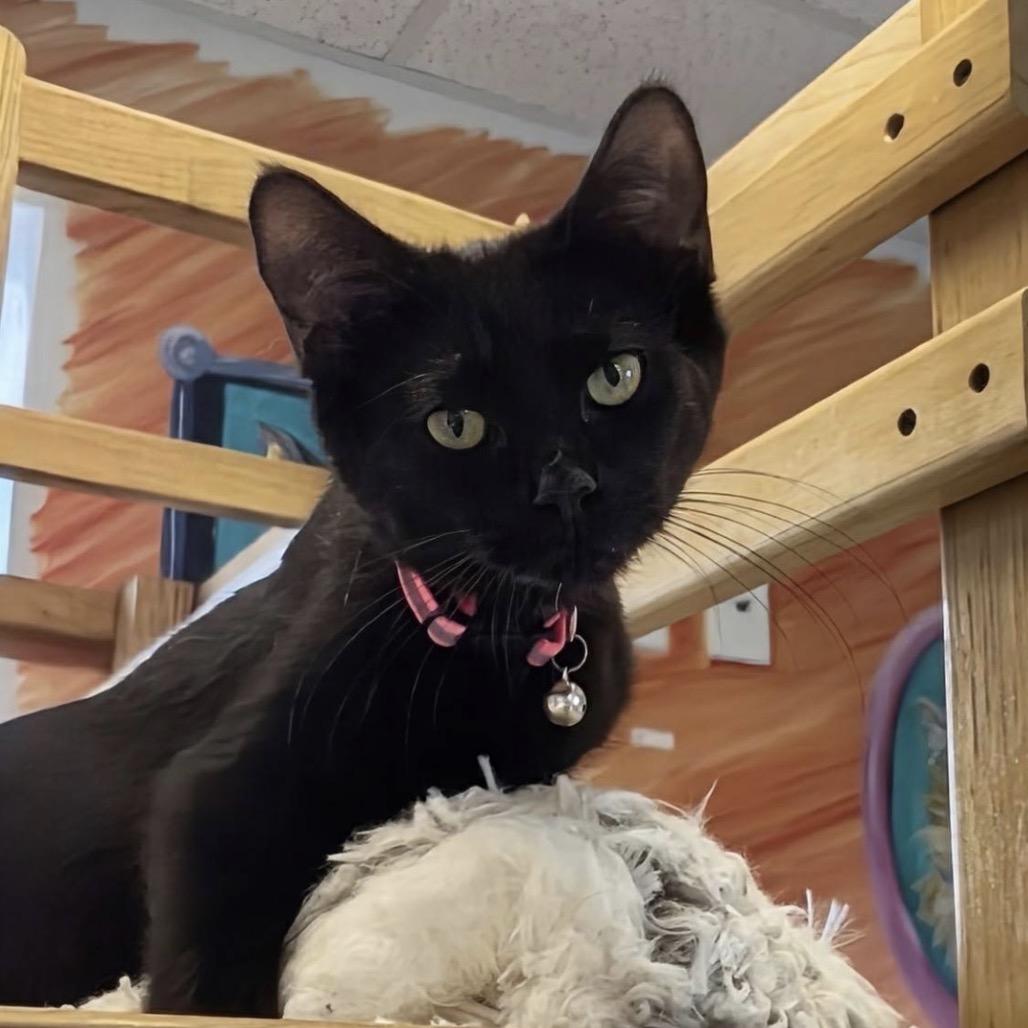 Mieze, a Adoptable Domestic Short Hair in Marysville, OH image 4/6