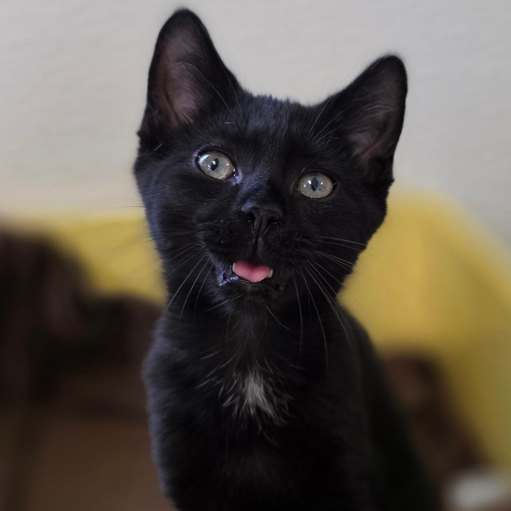 Mieze, a Adoptable Domestic Short Hair in Marysville, OH image 5/6