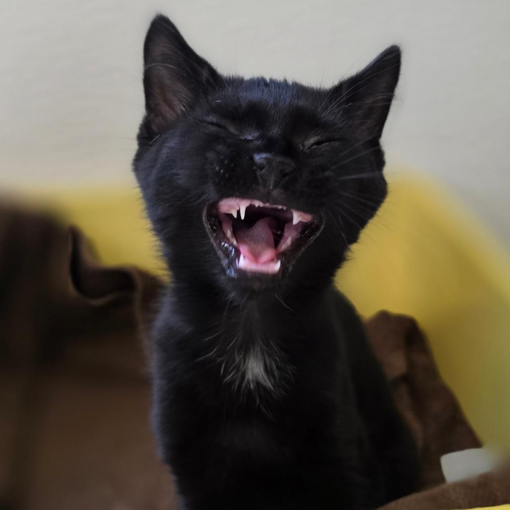 Mieze, a Adoptable Domestic Short Hair in Marysville, OH image 6/6