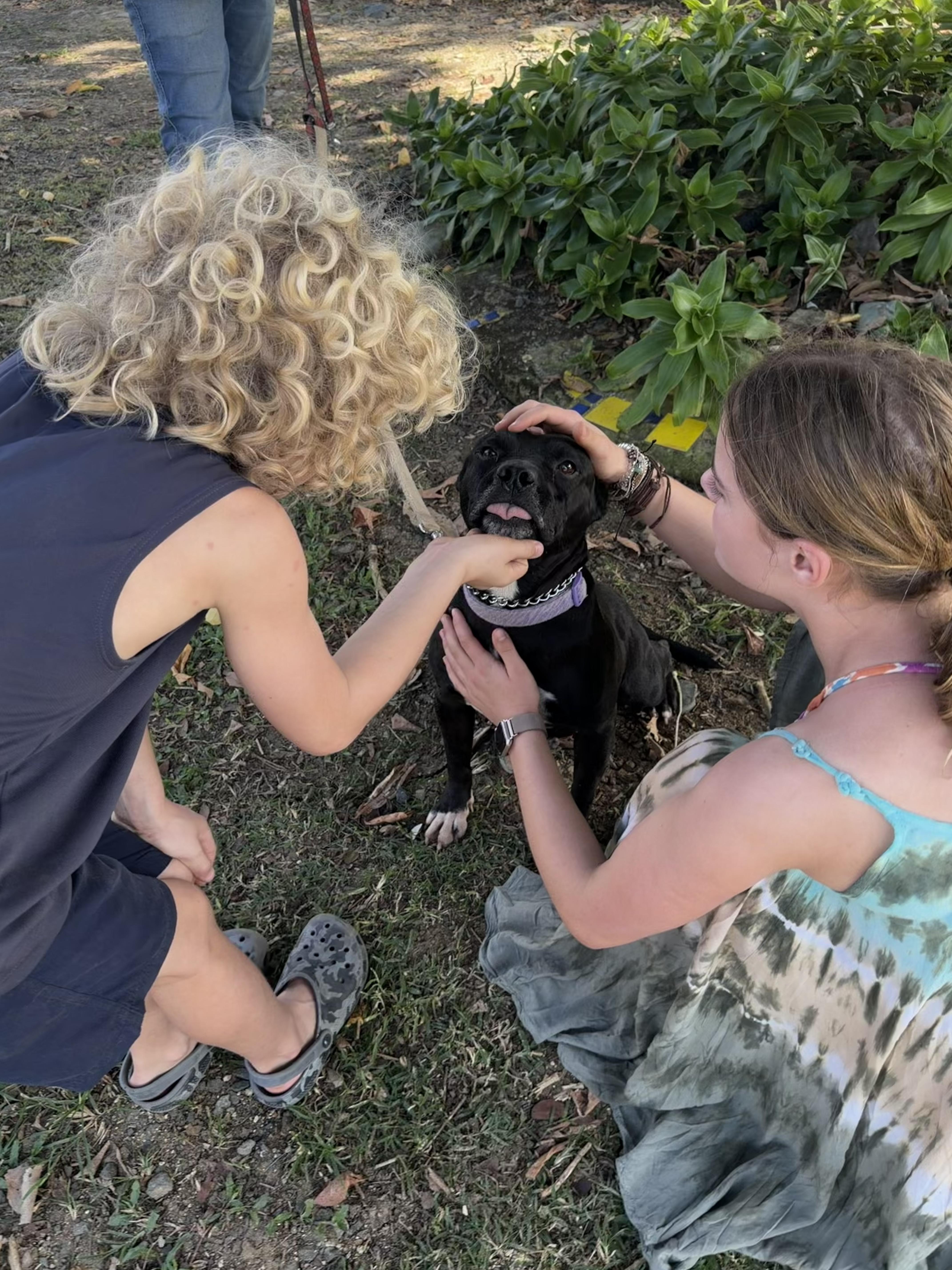 Enlarge Lito, a ADOPTABLE mixed breed in Ridgefield, CT image 4/6