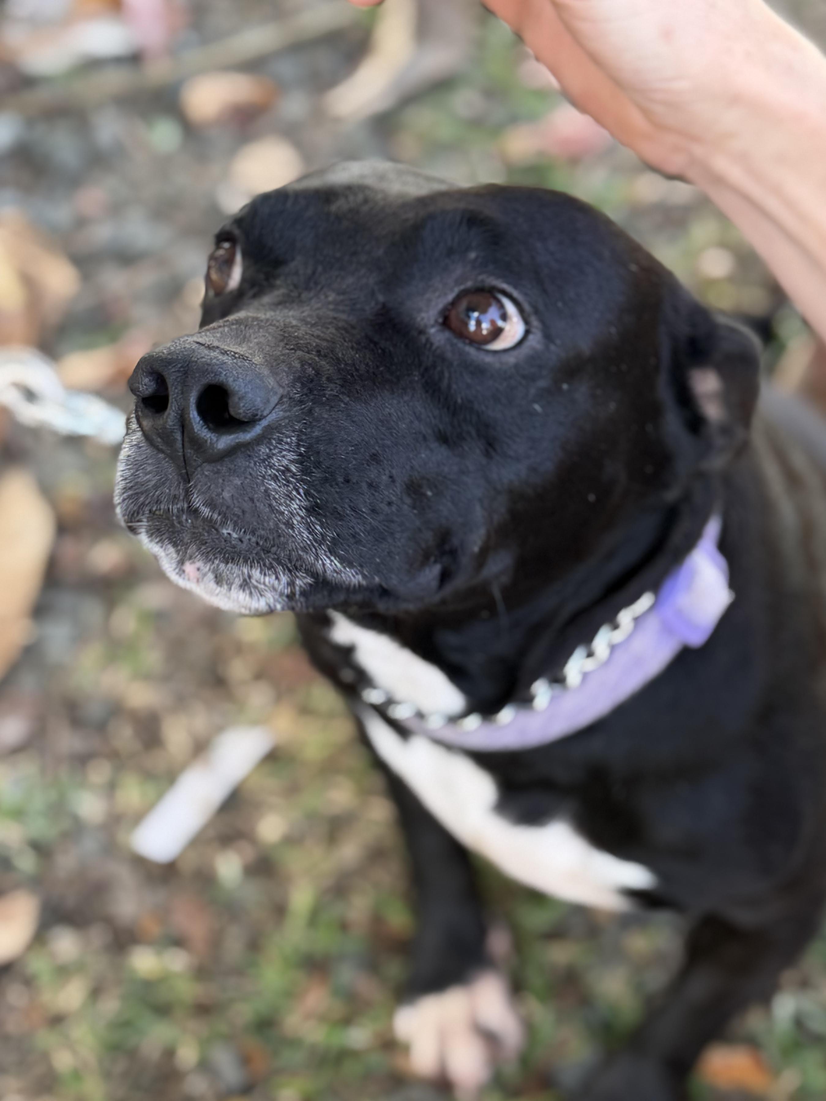 Enlarge Lito, a ADOPTABLE mixed breed in Ridgefield, CT image 1/6