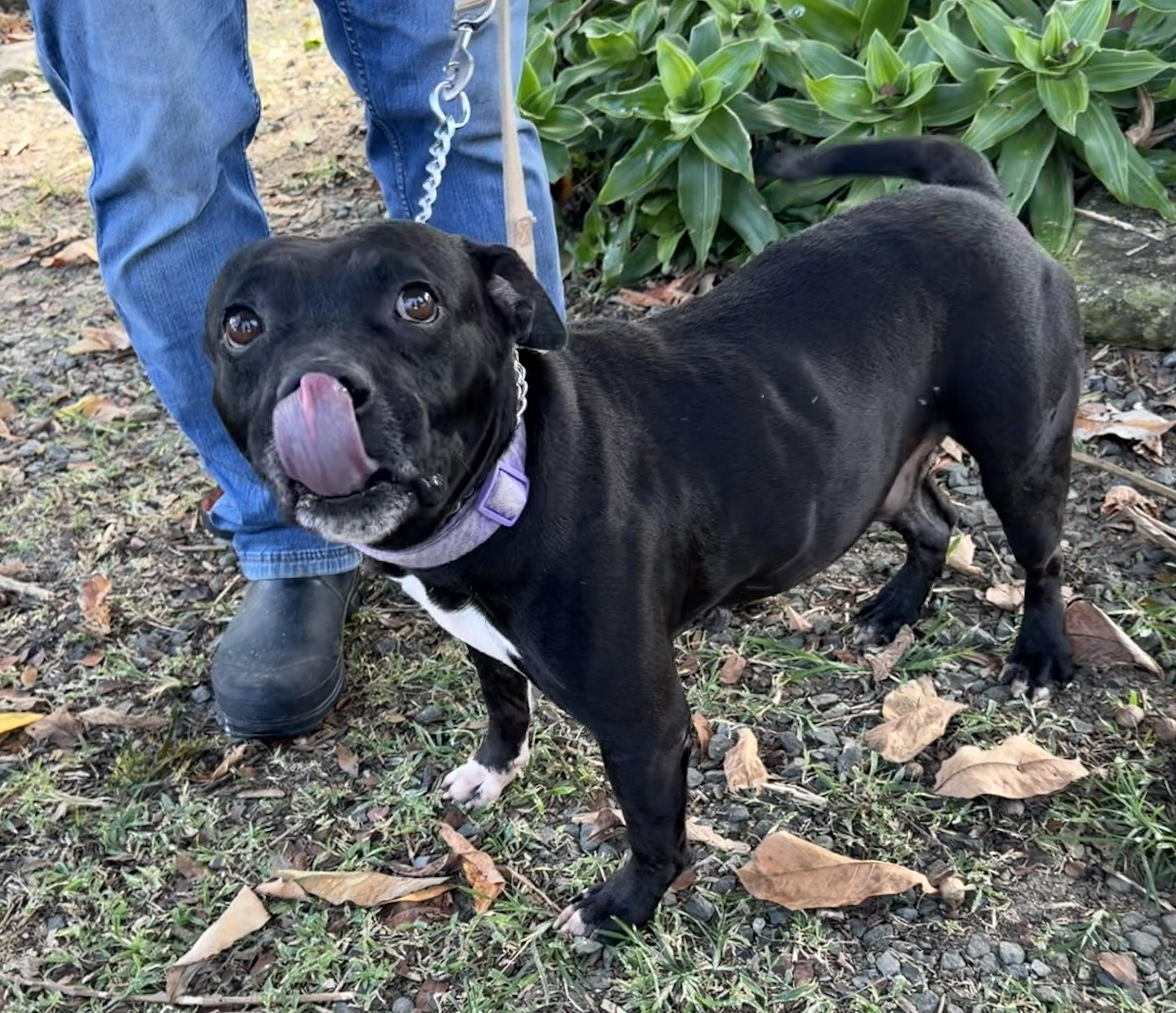 Enlarge Lito, a ADOPTABLE mixed breed in Ridgefield, CT image 5/6